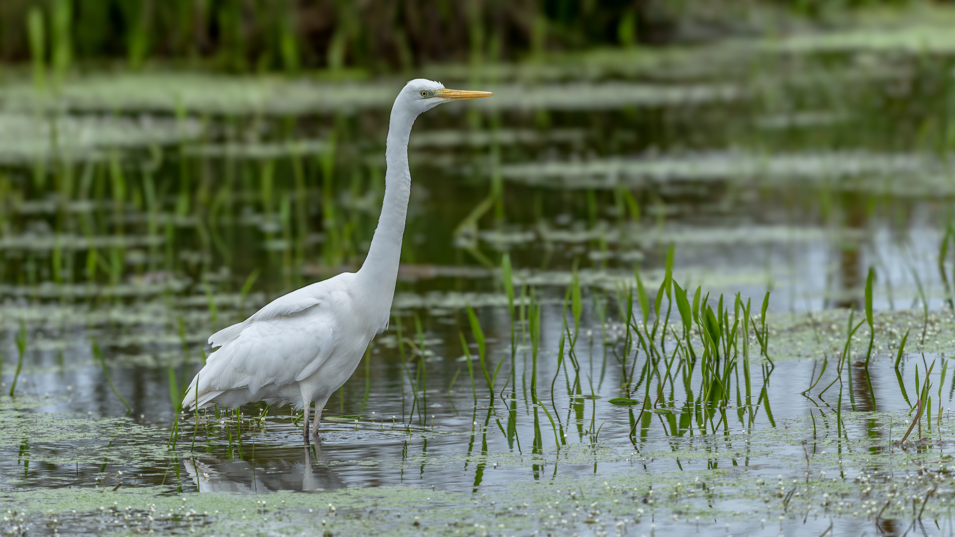 Great Egret